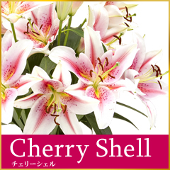 Cherry shell